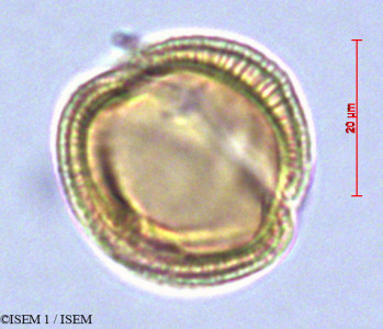 ISEM 1/Jungia_paniculata_29043/Jungia_paniculata_29043_0001(copy)_thumb.jpg
